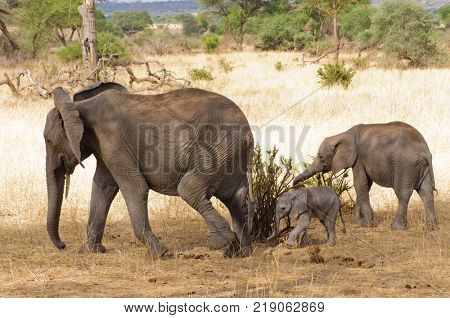 Closeup of African Elephant (scientific name: Loxodonta africana, or 