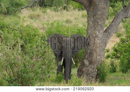 African Elephant (scientific name: Loxodonta africana, or 