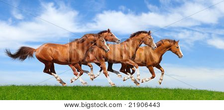 Cuatro sementales trakehner alazán galopan en campo
