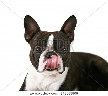a boston terrier on an white background background licking his nose with a big pink tongue 