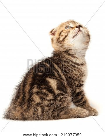 Scottish thoroughbred kitten with three-colored wool at white background
