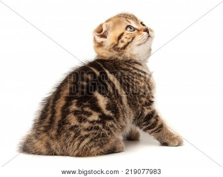 Scottish thoroughbred kitten with three-colored wool at white background