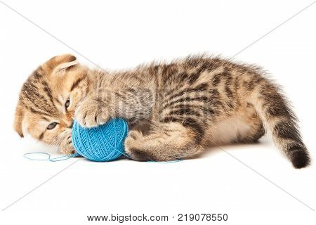 Scottish thoroughbred tabby kitten with gray wool plays with a ball of yarn