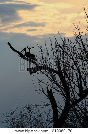 Maribou Stork Silhouette in a tree with a sunset sky background South Luangwa Zambia