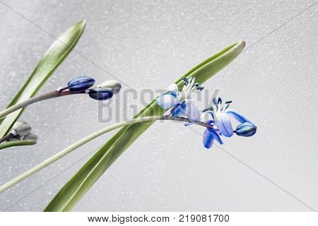 Delicate primroses with water drops, on a light background. Scilla siberica, Siberian squill.