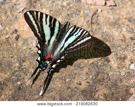 Zebra Swallowtail (Eurytides marcellus) in the southern United States