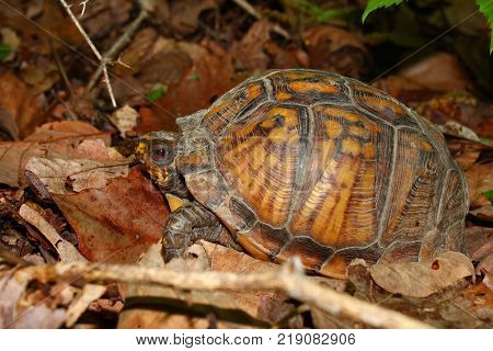 Box Turtle (Terrapene carolina) in the southern United States