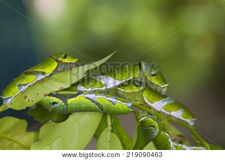 A group of Moth Caterpillars on leaf. Agriculture pest caterpillar icon. Macro of caterpillars on nature background.