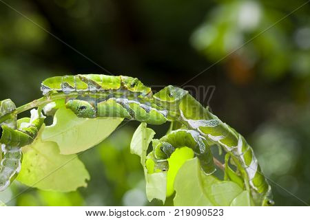 A group of Moth Caterpillars on leaf. Agriculture pest caterpillar icon. Macro of caterpillars on nature background.