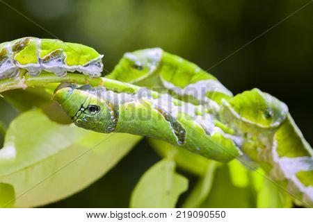 A group of Moth Caterpillars on leaf. Agriculture pest caterpillar icon. Macro of caterpillars on nature background.