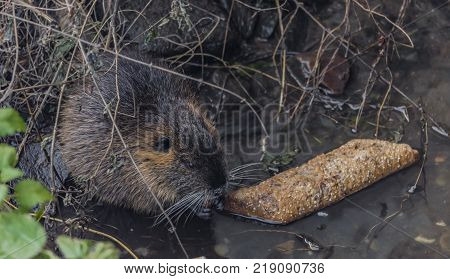 Coypu eating bread in winter Bilina river in Usti nad Labem city
