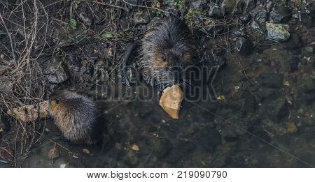 Coypu eating bread in winter Bilina river in Usti nad Labem city