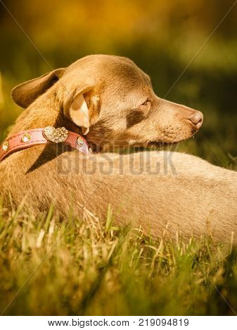 Little pinscher ratter prazsky krysarik crossbreed small dog playing outside on grass during summer spring weather
