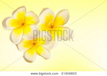 Leelawadee virág lebeg a vízen