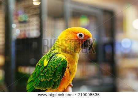 Beautiful parrot closeup Parrot scratching his beak with his Claws