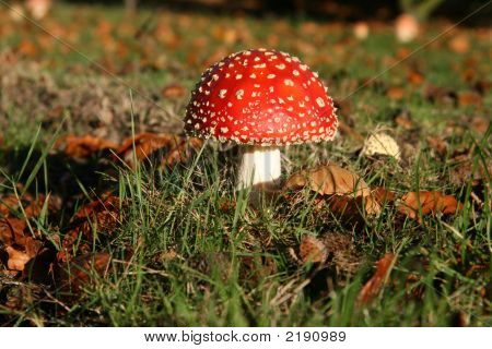 Champignon rouge