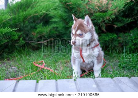 Puppy dog is walking on the street.