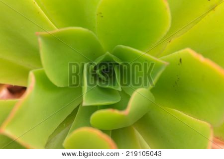 Aeonium succulent closeup