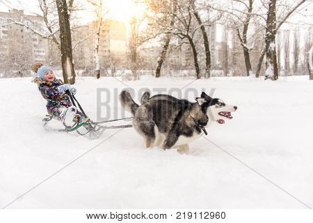 Adorable little girl having a cuddle with husky sled dog in Lapland Finland. Two Huskies ride a child on a sled in winter