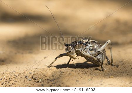 Macro of an Armoured Ground Cricket walking over sand in the Kalahari