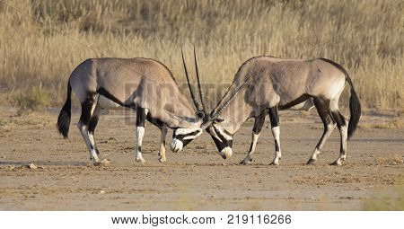 Two Oryx fight for dominance in the hot Kalahari