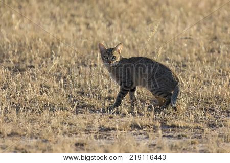 Afican wild cat walking carefully over a grass plain in the early Kalahari sun
