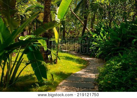 Trail in the tropical jungle in the afternoon. Tropic in park. Stone road in the forest. Palm
