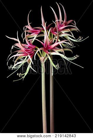 Amaryllis Hippeastrum exotic Chiko isolated on the black background