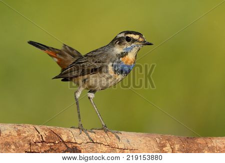beautiful male Bluethroat (Luscinia svecica) in Thailand