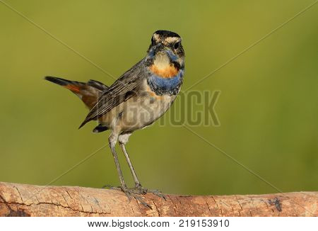 beautiful male Bluethroat (Luscinia svecica) in Thailand