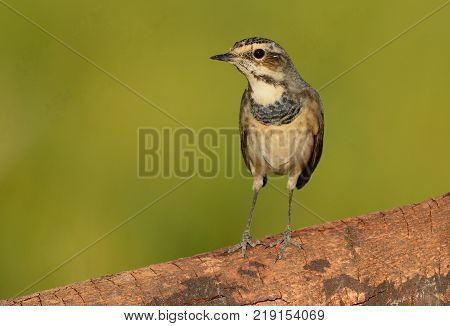 beautiful male Bluethroat (Luscinia svecica) in Thailand