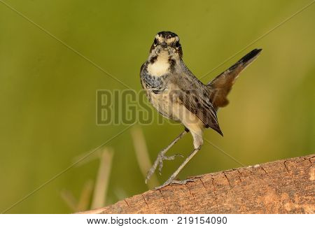 beautiful male Bluethroat (Luscinia svecica) in Thailand