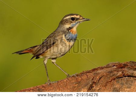 beautiful male Bluethroat (Luscinia svecica) in Thailand