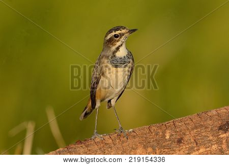 beautiful male Bluethroat (Luscinia svecica) in Thailand