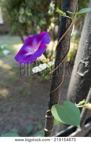 Climbing Ipomoea purpurea plant with violet flower