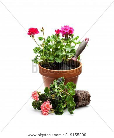 Colorful Geranium flower ready for planting and flowerpot isolated on white