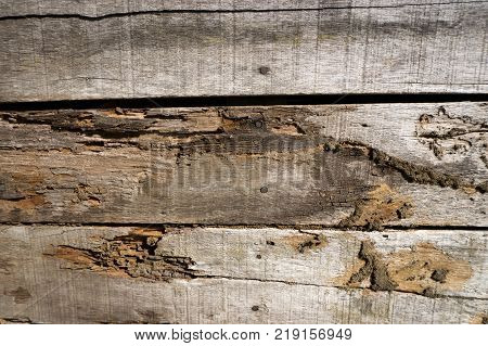 Old wood floor with wood termites.imber beam of door damaged by termite which eat for a long time