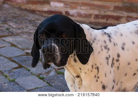Close-up portrait of homeless black dog with sad eyes outdoors, looking at camera
