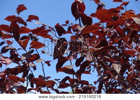 Purple leaves of prunus pissardii against the sky
