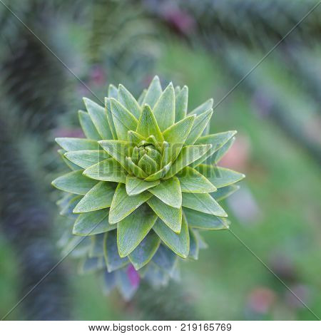 Monkey puzzle tree, Araucaria Araucana, close up branch