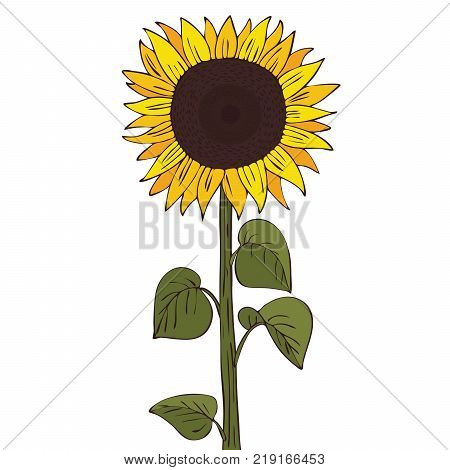 Isolate helianthus or sunflower on white background. Close up clipart with shadow in flat realistic cartoon style. Hand drawn icon