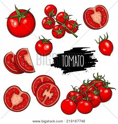 Hand drawn vegetable set of tomatoes slices halves and cherry tomatoes isolated on white background. Vector sketch illustration.
