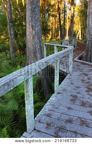 Boardwalk through the thick swamps of central Florida