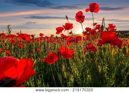 poppy flowers field in mountains. beautiful summer landscape at sunset