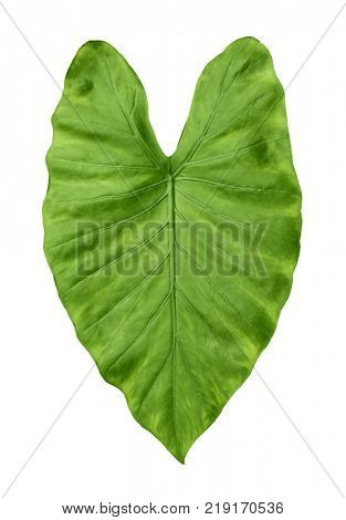 Green leaf of tropical alocasia odora isolated on white