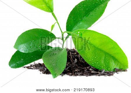 Citrus Leaves With Drops Isolated On A White Background. Collection. Full Depth Of Field.