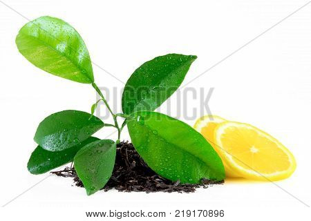 Citrus Leaves With Drops Isolated On A White Background. Collection. Full Depth Of Field.