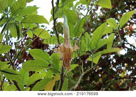 Tender brugmansia flower on the tree. Angel trumpet flower in garden. Brugmansia arborea in botanical garden.
