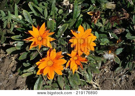 Group of four orange flowers of gazania