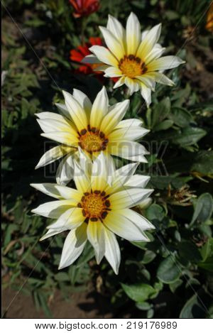 Ivory yellow and orange flowers of gazania
